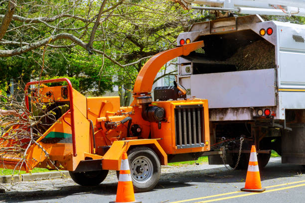 Oberlin, LA Tree Removal and Landscaping Services Company